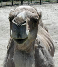 dromedary camel